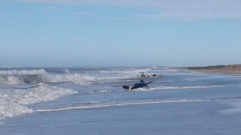 orcas varadas 09162019