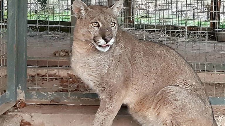 La puma Unelén-20210331