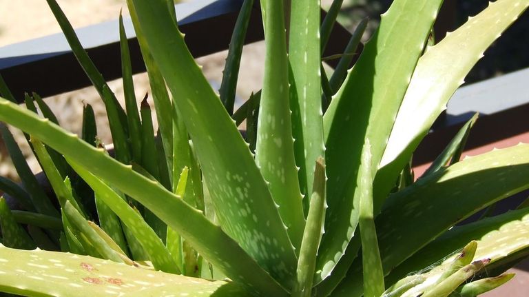 Aloe Vera 20221027