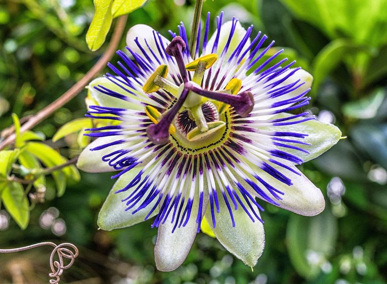 Jardines nativos