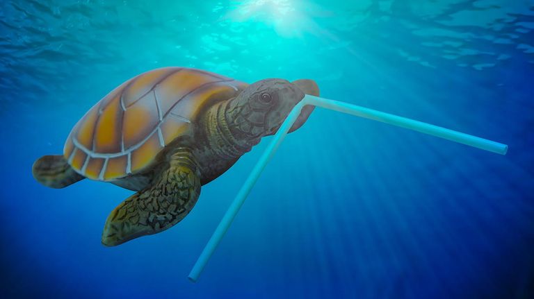 Tortugas marinas 20210803