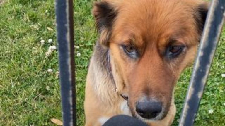 Brownie perro Gabriel Boric g_20211224