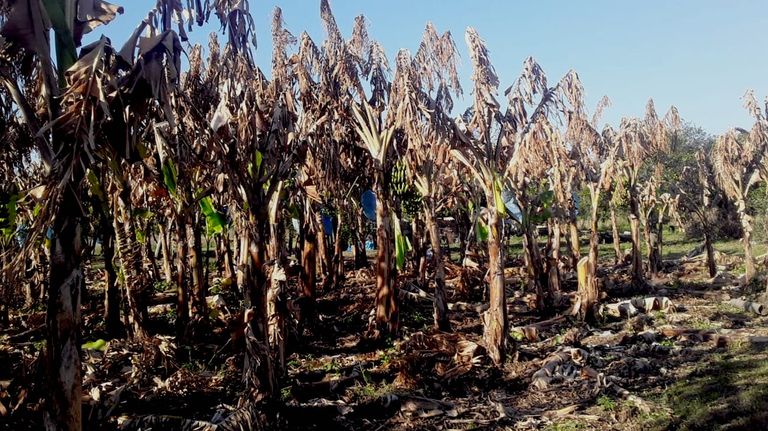heladas en plantaciones de bananas en Formosa