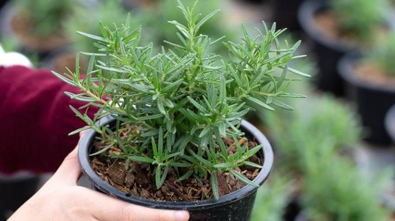 Perros y plantas 20221005