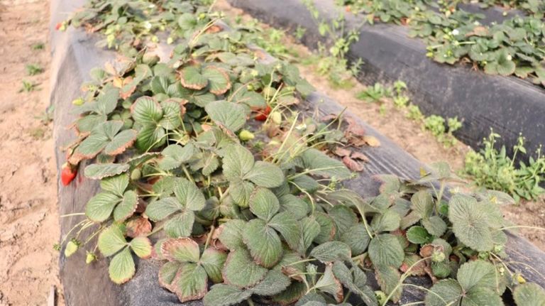 Producción de frutillas en Coronda