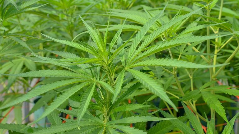 Jujuy Cannabis 20201202