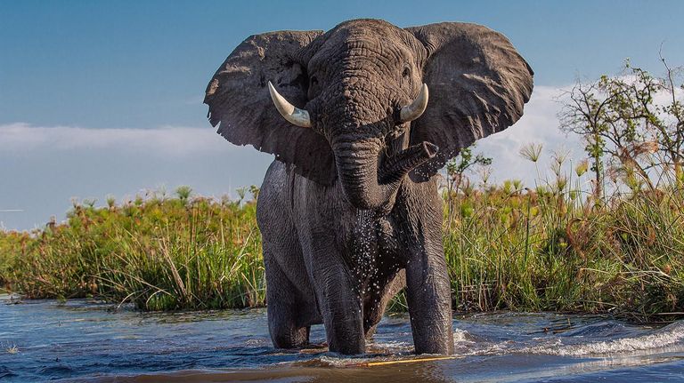 Elefantes Botswana 20220420
