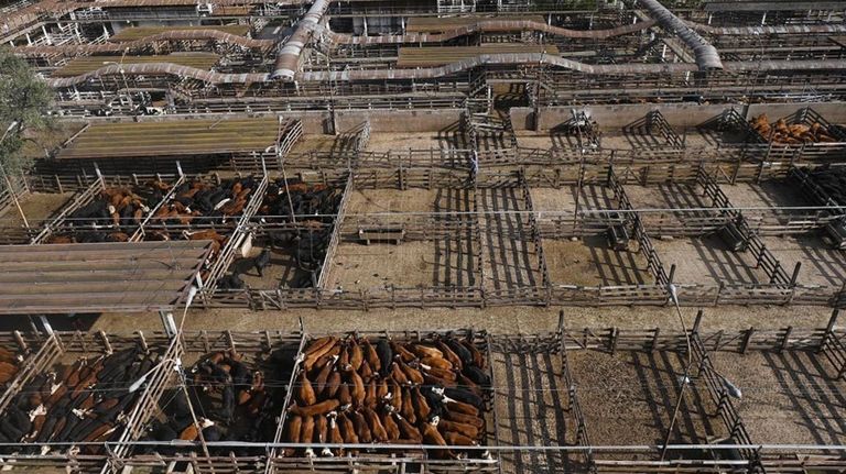 El Mercado de Hacienda porteño se muda a Cañuelas 20220511