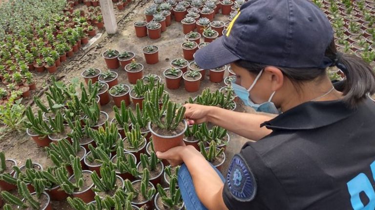 Allanamiento de cactus