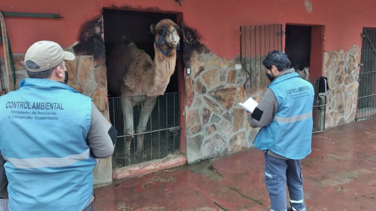Funcionarios del miniterio de Ambiente inspeccionan el zoológico de Luján, previo a su clausura.