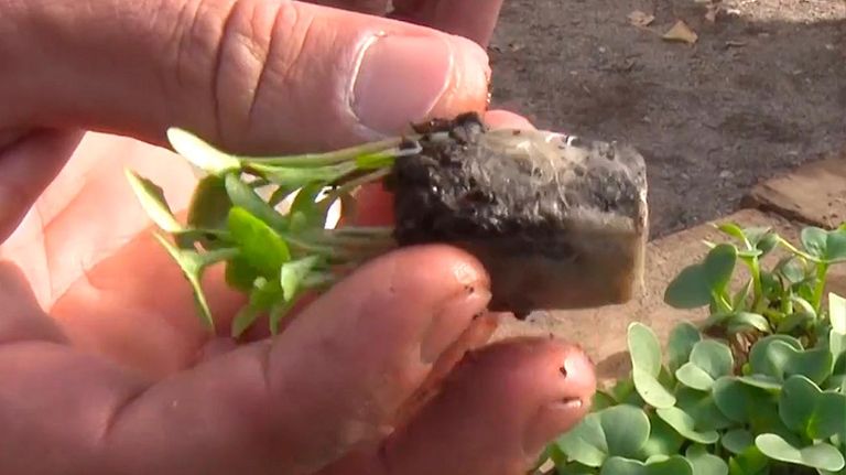 Alarma por plaguicidas y microplásticos en el cinturón hortícola local