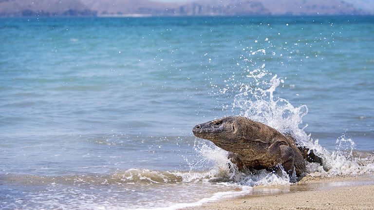 Parque Nacional de Komodo 20210809