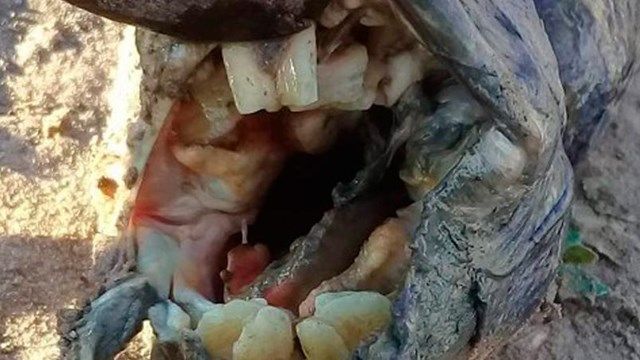 Pez dientes humanos