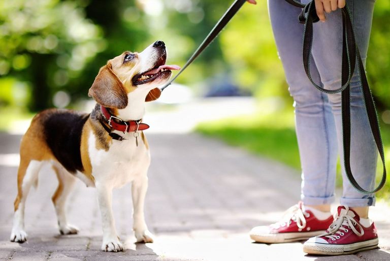 Los paseadores de perros, un oficio en crisis.
