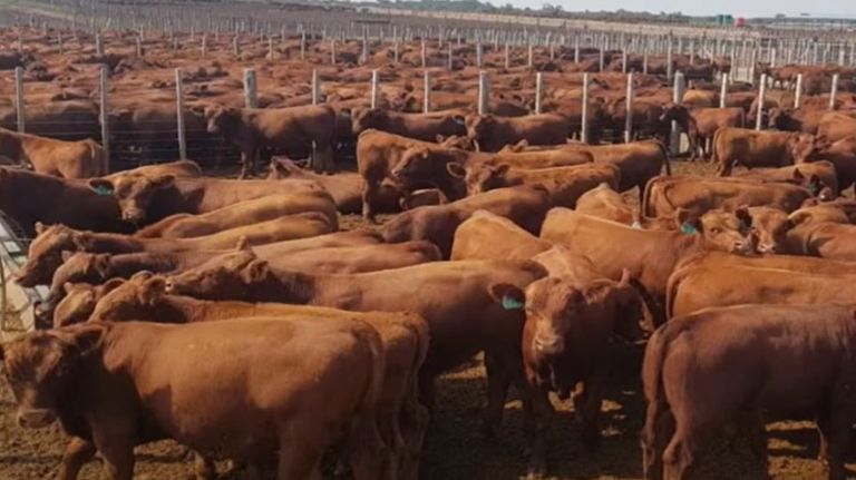 Huella de carbono feedlot