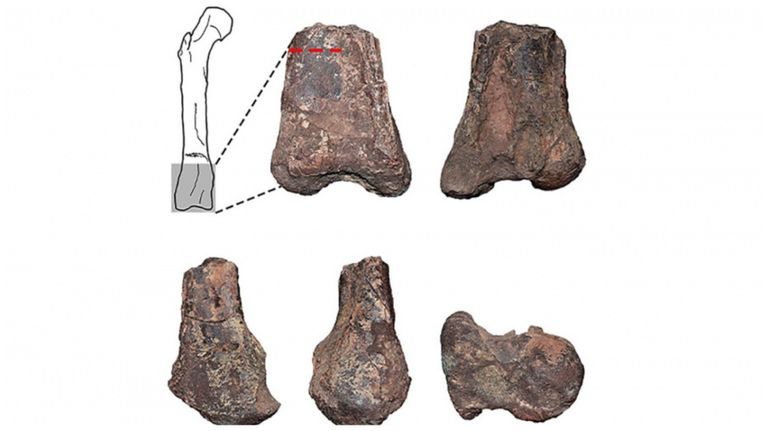 dinosaurio neuquen 15092022
