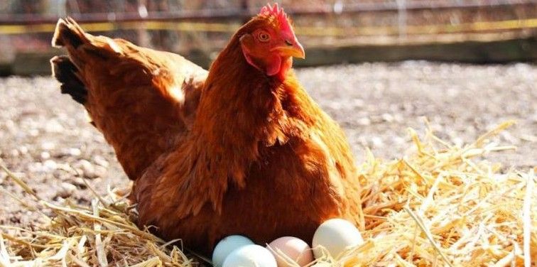 Caso de abuso sexual a una gallina en Paraguay