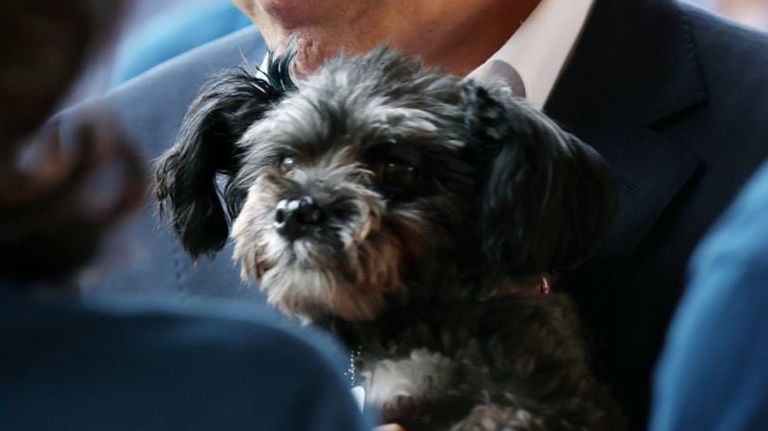 Corea del Sur Perros