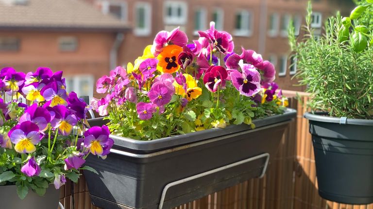 Las mejores flores para balcones 20220913