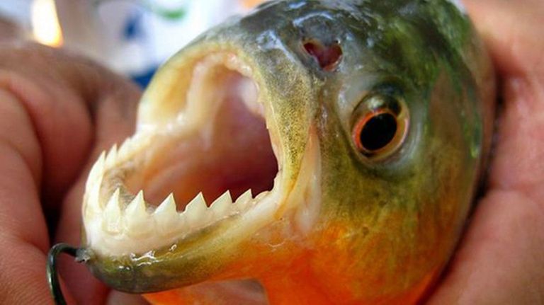 0127_palometas