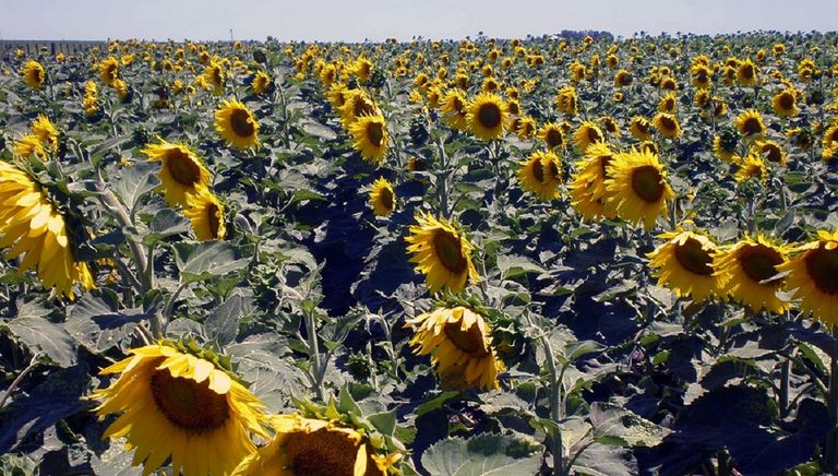 Girasoles