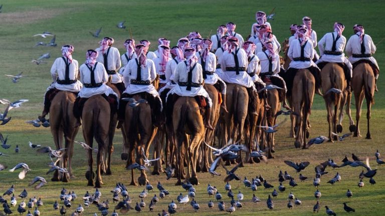 camellos