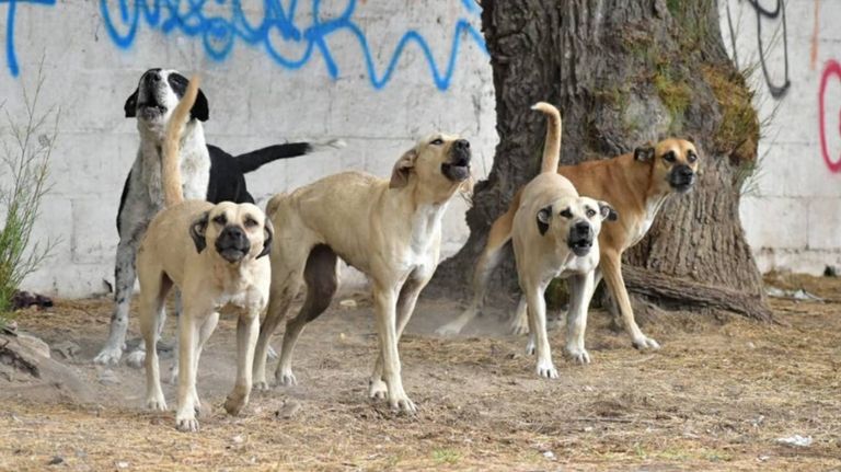 Perros atacaron a chico de 15 años en San Juan