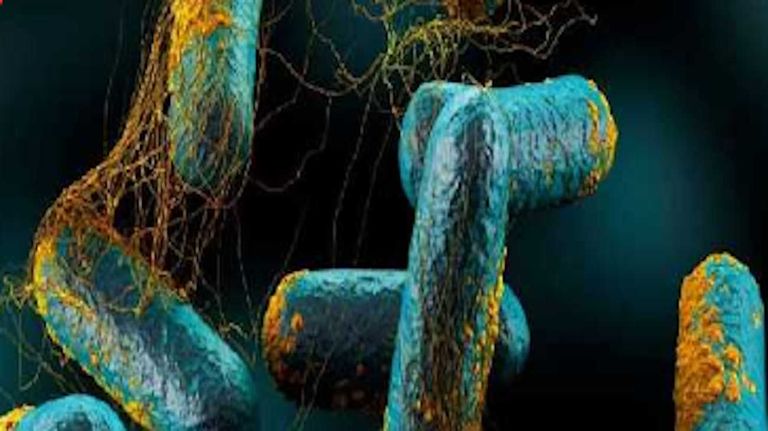 Clostridium botulínico 20230215