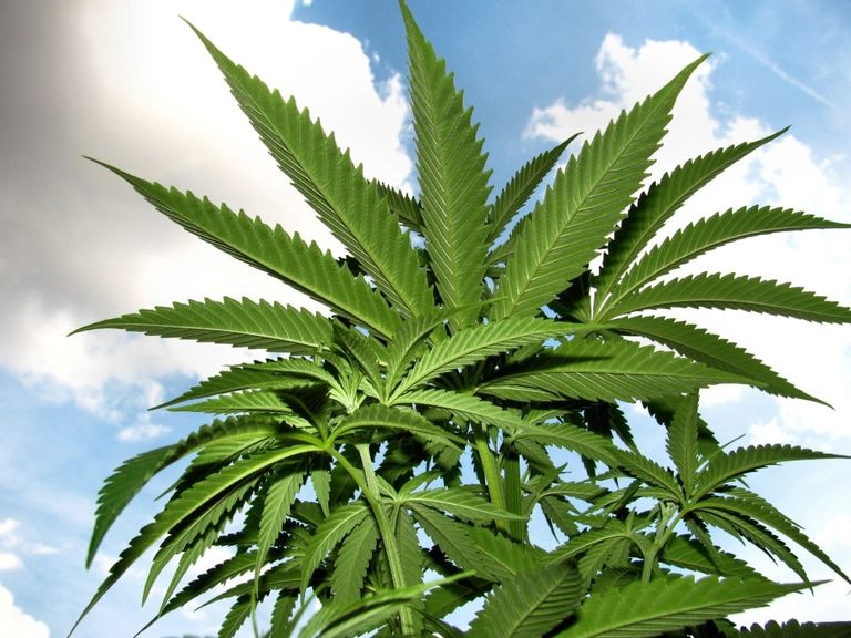 Cannabis nuevo estudio