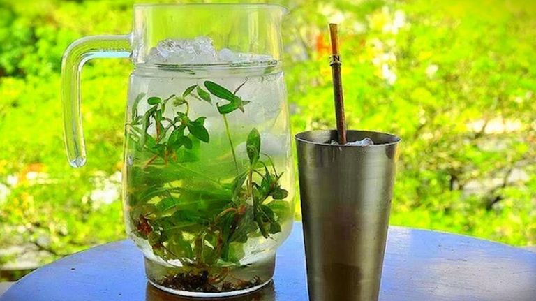 Terere