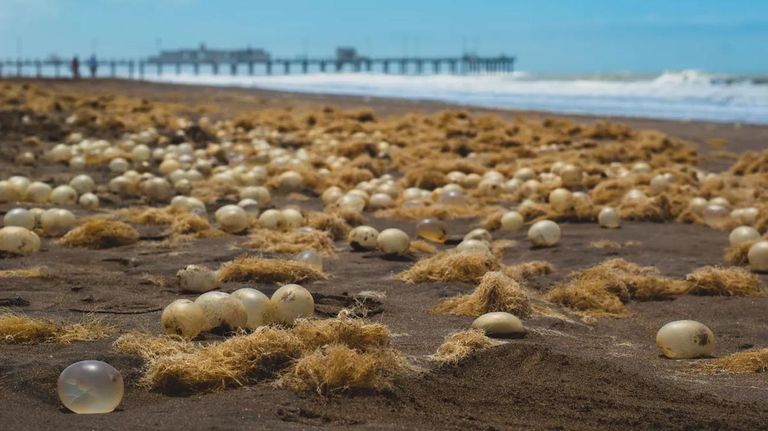 Organismos aparecieron en las playas de Pinamar