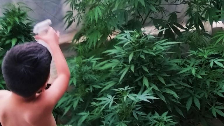 autismo cannabis 20200828