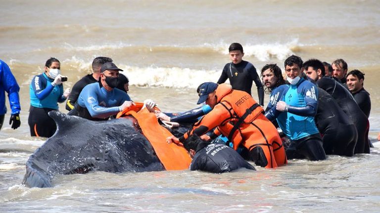 Rescate Ballenas