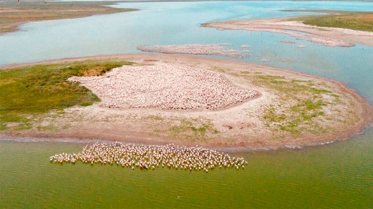 colonia-de-Flamencos-01022019-01