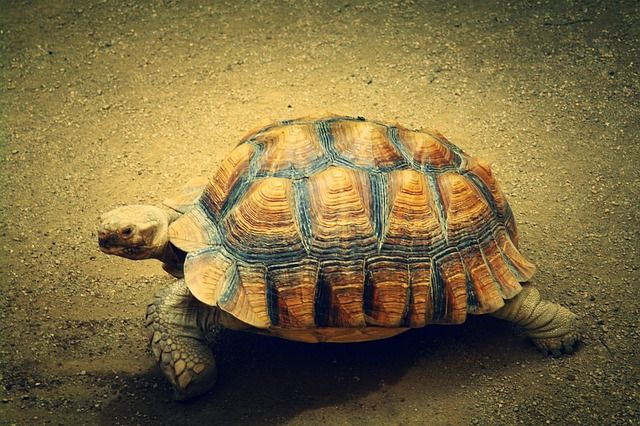 Tortugas