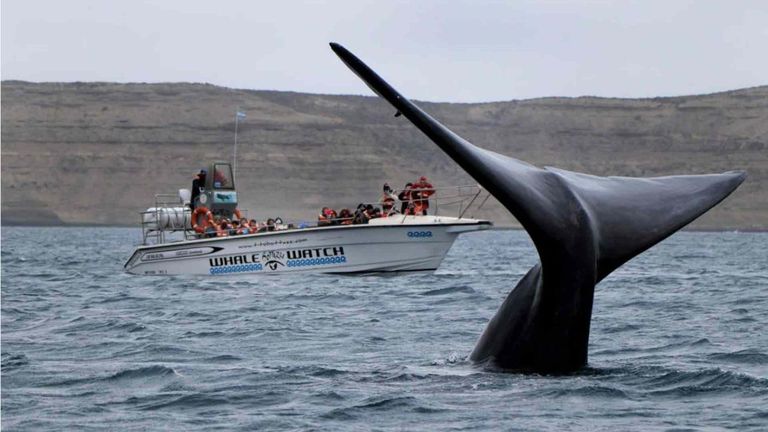 Ballenas en Puerto Pirámide