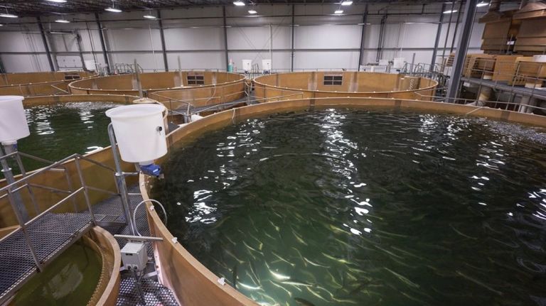 salmón transgénico