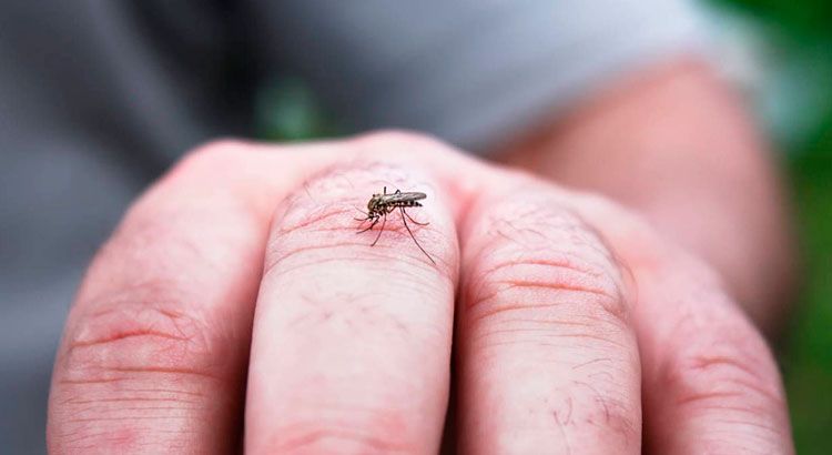 dengue-cordoba