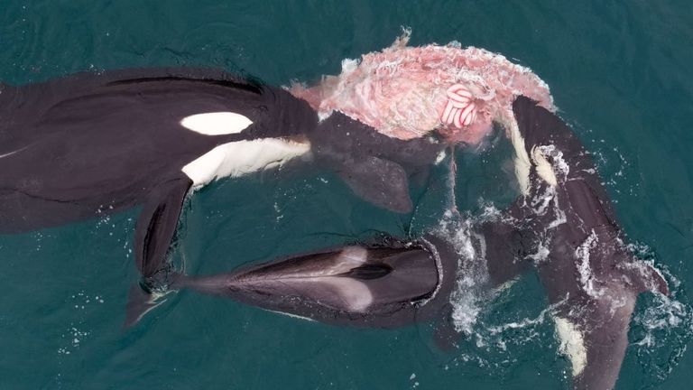 ballenas_orcas