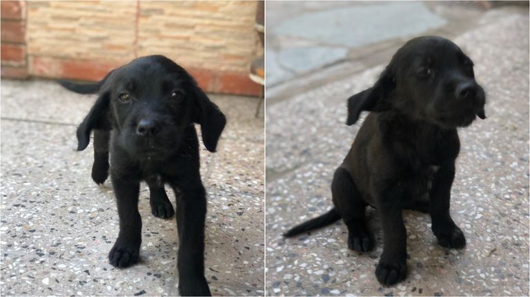 perro adoptado 06032020