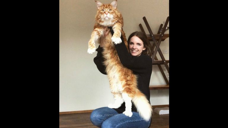 Omar, el gato que quiere desplazar a Barivel de los récords Guinness