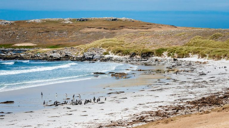 La salmonicultura intensiva podría afectar el ecosistema marino de las islas Malvinas, que alberga cinco especies de pingüinos, krill, delfines y ballenas.