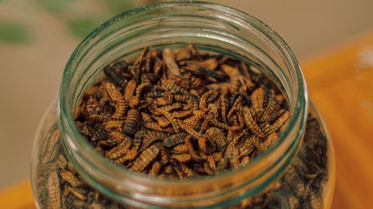 Larvas de moscas