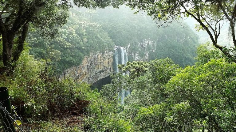 Por qué se celebra hoy el Día Internacional de los Bosques