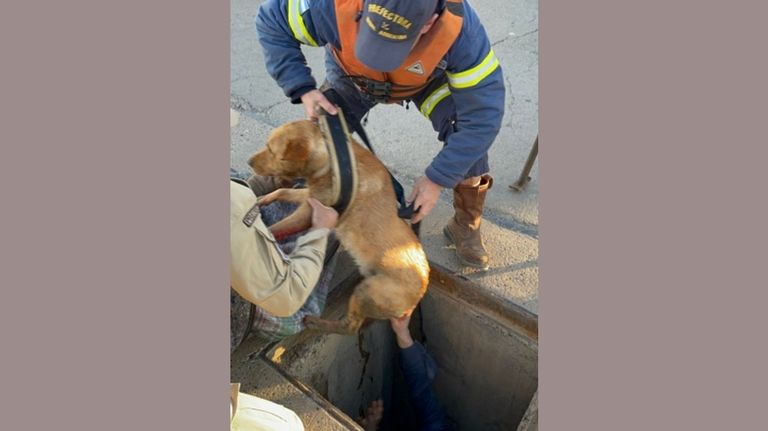Prefectura rescató a una perrita en Puerto Deseado