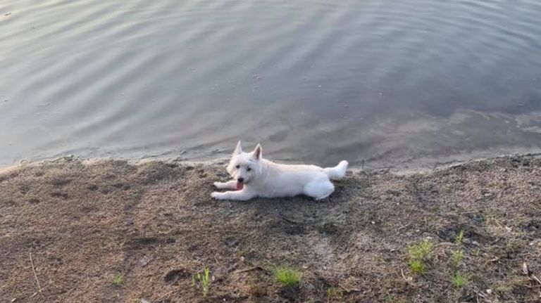 perros algas 08132019