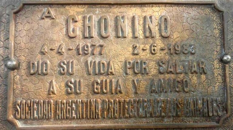 chonino