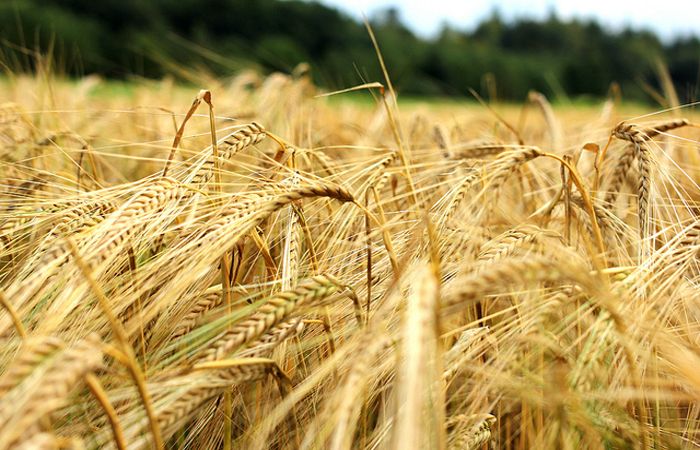 CIFRAS. Finalizó la cosecha de cebada con 3,3 millones de toneladas