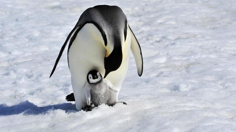 pingüino emperador en la Antártida 20210824