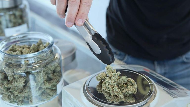 Cannabis 20230730